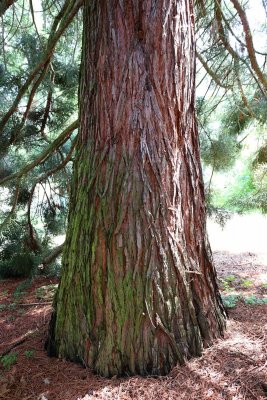 Sequoiadendron giganteum - sekvojovec obrovský - kmen 1
